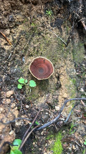 Stułka piaskowa