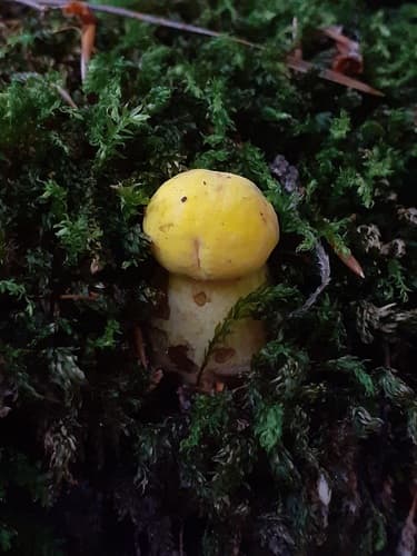 Neoboletus erythropus pseudosulphureus