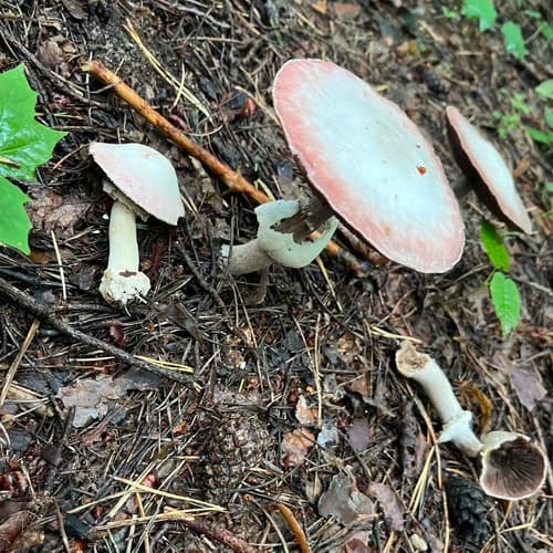 Pieczarka bulwiasta