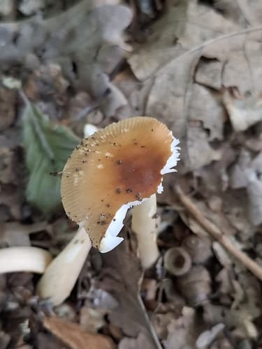 Amanita fulva