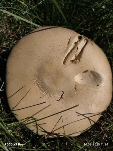 Pieczarka biaława