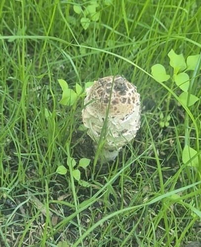 Czernidłak kołpakowaty