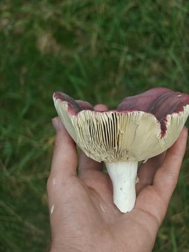 Gołąbek ciemnopurpurowy