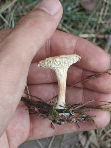 Lentinellus micheneri