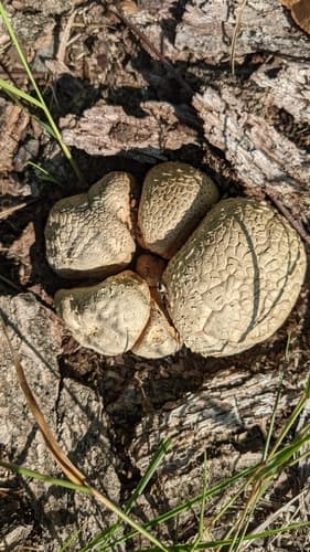 Tęgoskór cytrynowy