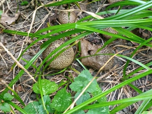 Tęgoskór cytrynowy