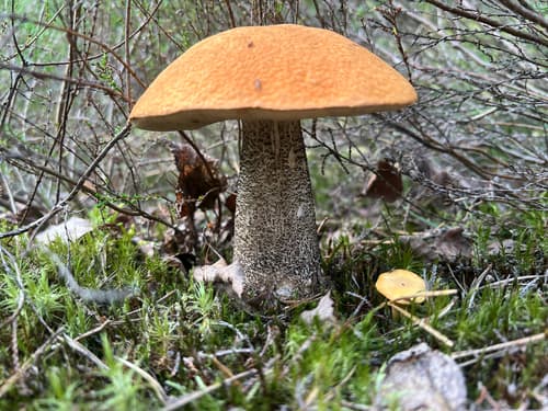 koźlarz pomarańczowożółty