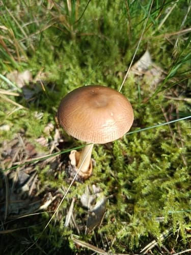 Muchomor rdzawobrązowy