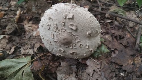 Macrolepiota rhodosperma