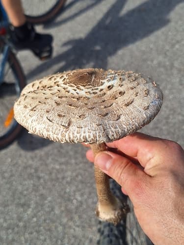 Czubajka kania