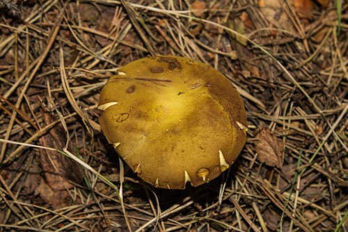 Podgrzybek zajączek