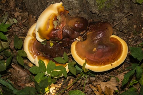 lakownica jasnomiąższowa