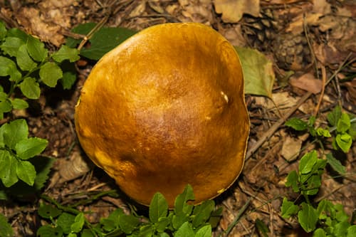 Borowik szlachetny