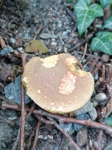 Xerocomellus
