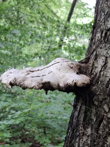 Białoporek brzozowy