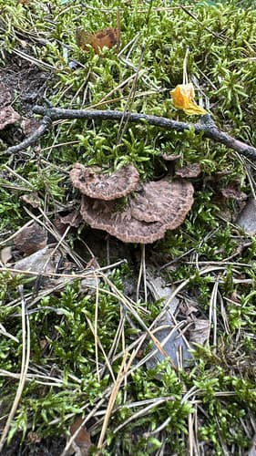 Chropiatka pospolita