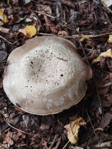Pieczarka miejska