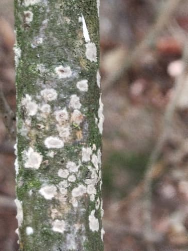 Cylindrobasidium laeve