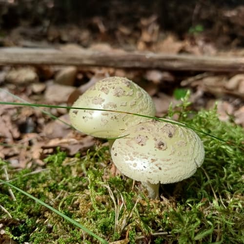 Muchomor cytrynowy