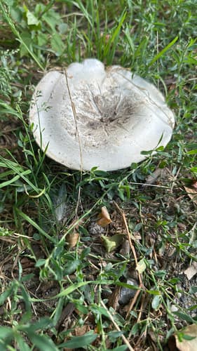 Pieczarka