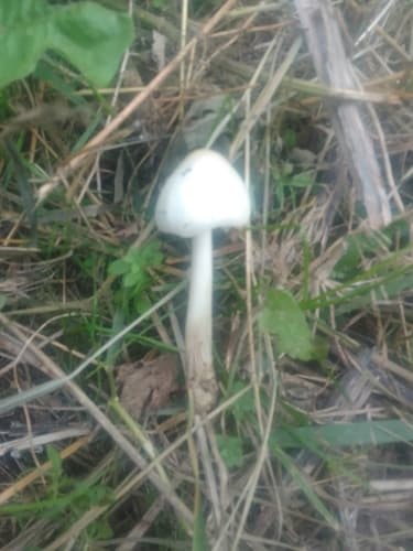 Pluteus