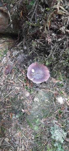 Gołąbek ciemnopurpurowy
