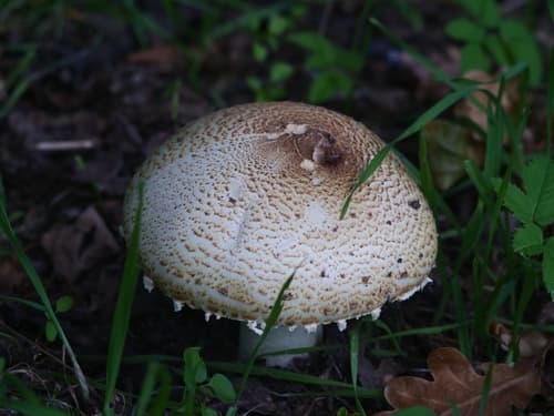 Pieczarka okazała