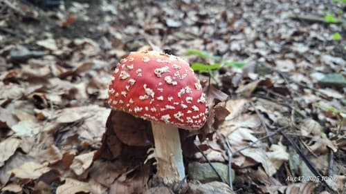 Amanita muscaria muscaria