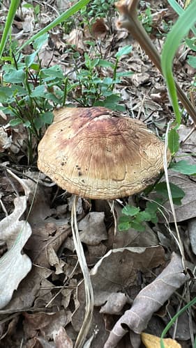 Pieczarkowce