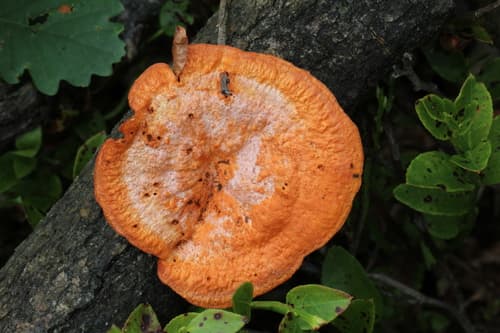 Gęstoporek cynobrowy