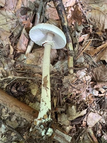 Macrolepiota rhodosperma