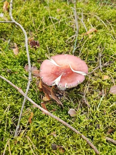 Gołąbek