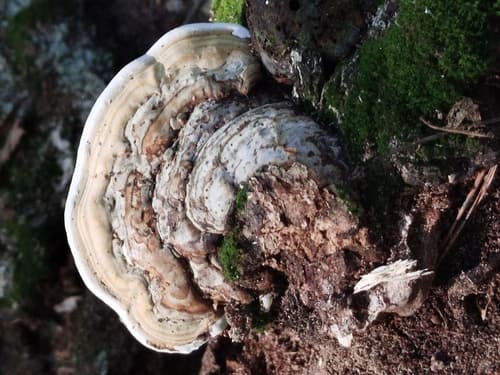 Hubiak pospolity