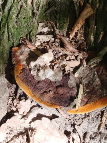 Niszczyca anyżkowa