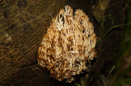 Artomyces microsporus