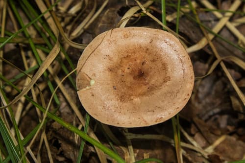 Mleczaj dębowy