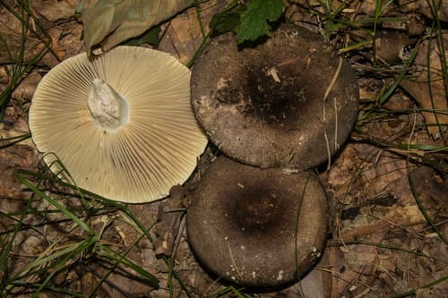 Gołąbek czarniawy