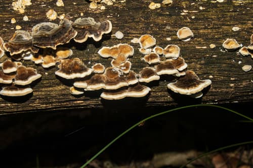 Szaroporka podpalana