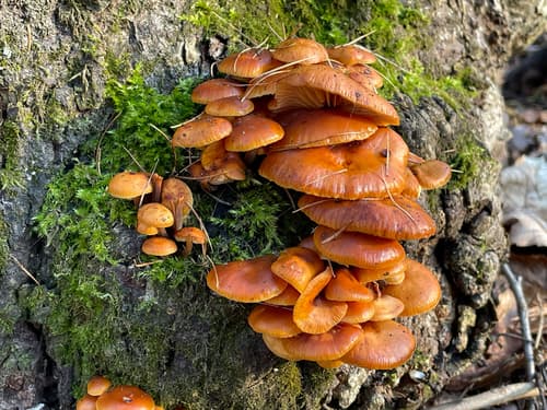 Płomiennica