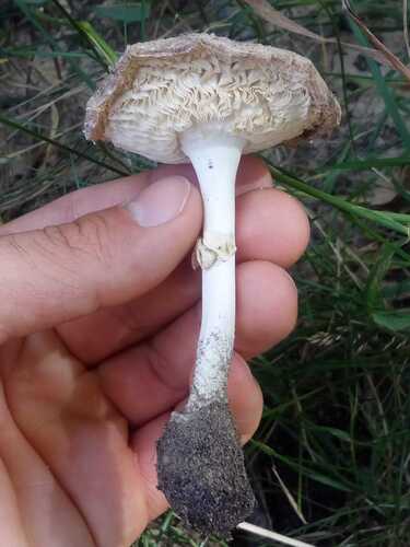 Muchomor