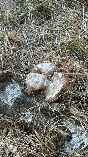 Białoporek brzozowy