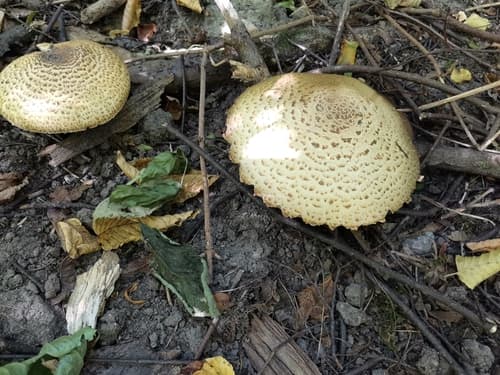 Pieczarka okazała
