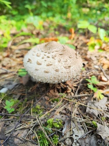 Czubajka kania