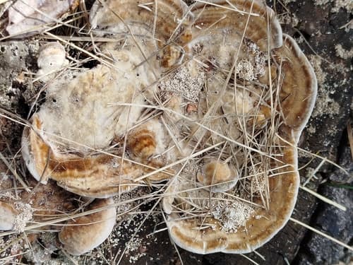 Wrośniak strefowany