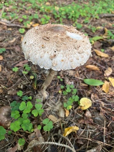 Czubajka kania