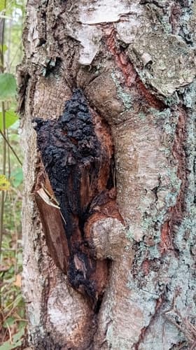 Błyskoporek podkorowy