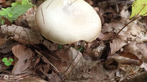 Pieczarka bulwiasta