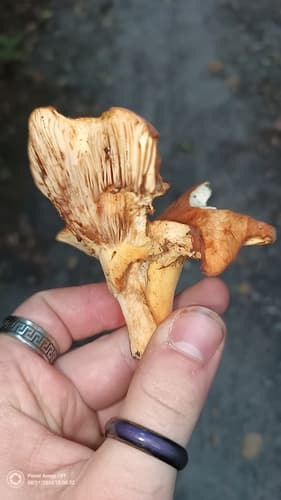 Mleczajowiec smaczny