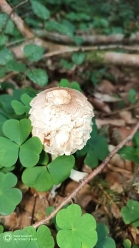 Chlorophyllum