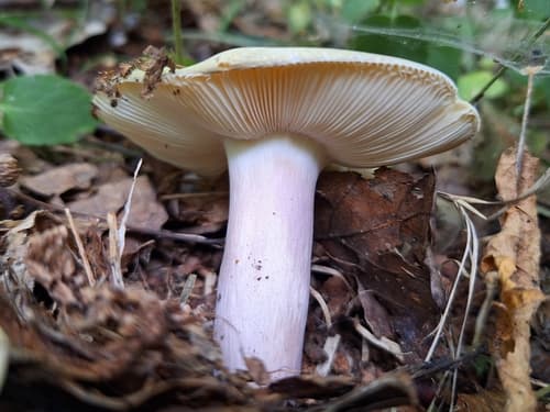 Gołąbek fiołkowonogi